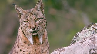 The Elusive Iberian Lynx  Wild Stories  BBC Earth [upl. by Naej403]