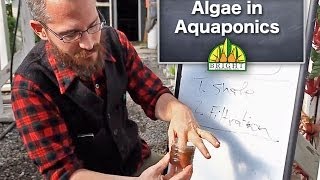 Algae in Aquaponics [upl. by Marek]