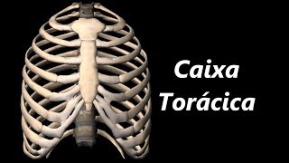 Anatomia da Caixa Torácica em 3D [upl. by Shien]