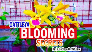 SECRETS on BLOOMING CATTLEYA  Cattleya Orchid Care [upl. by Ardeth]