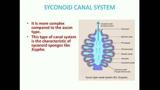 Canal system in sponges [upl. by Luhem]