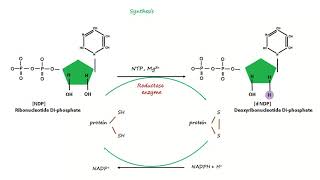 Deoxyribonucleotide Synthesis [upl. by Yam]