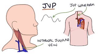 Understanding Jugular Venous Pressure JVP [upl. by Vladamar754]