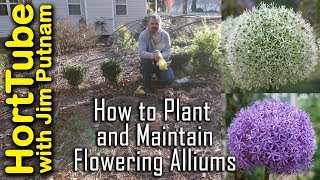 How To Grow Flowering Alliums  Ornamental Flowering Onions [upl. by Sadick]