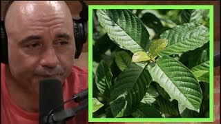 Joe Rogan  Kratom Gets You High [upl. by Fredella]