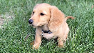 Getting our new long haired miniature dachshund [upl. by Lim]