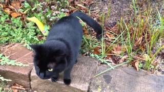 Funny Black Cat Videos [upl. by Cammy374]