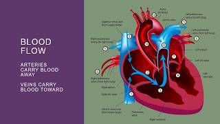 NUR 2030 Jarvis Ch 19 Heart and Neck Vessels [upl. by Orr]