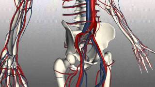 Lower Limb Venous Drainage  Anatomy made easy [upl. by Cogen]