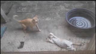 Best Of Cats Fighting Compilation [upl. by Hanima]