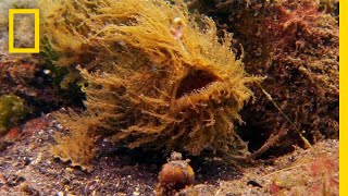 Frogfish or SeaweedWhos to Say  National Geographic [upl. by Ahtiekal]