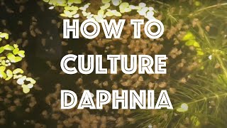 How To Culture Daphnia Magna [upl. by Doralyn979]