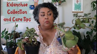 Kalanchoe Collection and Care Tips [upl. by Asihtal]