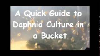 How to culture daphnia outside [upl. by Akenn986]