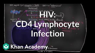 How HIV infects us CD4 Thelper lymphocyte infection  NCLEXRN  Khan Academy [upl. by Alaine]