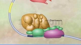 Transcription amp Enhancers [upl. by Molly]