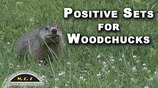 Cage Trapping Woodchucks [upl. by Pesvoh]