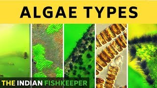 Types of Algae [upl. by Oahc]