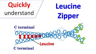 Leucine zipper motif [upl. by Zared]