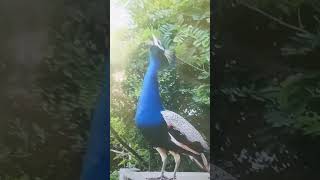 peacock song🦚 [upl. by Nikolaus432]