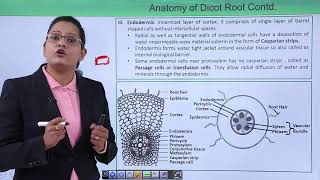 Class10th – Dicot and Monocot Root Structure  Xylem Hindi  Tutorials Point [upl. by Vitus868]