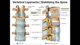 OPEN INGUINAL HERNIA REPAIR STEP BY STEP Operative Surgery [upl. by Yenaffit]