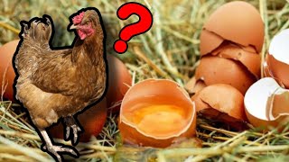 Chickens Eating Their Own Eggs What to do [upl. by Deegan]