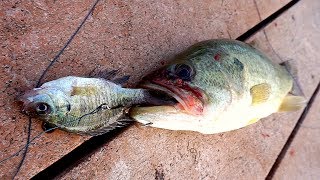 How to use LIVE BLUEGILL to Catch Bass [upl. by Goldi327]