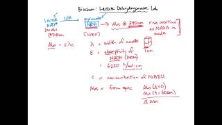 Calculating LDH activity  BIOL307 [upl. by Rehsa]