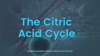 Overview of the citric acid cycle [upl. by Sorvats]