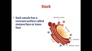 3 Endoplasmic reticulum and golgi apparatus [upl. by Jeremie]