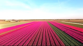 Amazing Tulip Fields [upl. by Naibaf844]