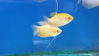 HOW TO BREED GOLD GOURAMI FROM SPAWNING TO FREE SWIMMING [upl. by Yde]