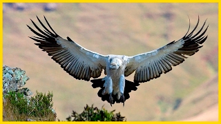 Cape VultureThe Largest South African Raptor  Wildlife Documentary [upl. by Kirsch713]