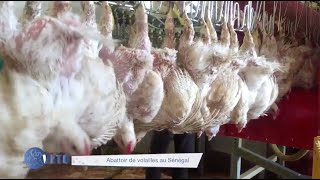 ABATTOIR DE VOLAILLES AU SENEGAL [upl. by Delano]