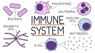 Understanding the Immune System in One Video [upl. by Roosnam]