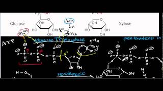 Biochemistry  Hexokinase Physiology Biochemistry amp Mechanism [upl. by Doug]