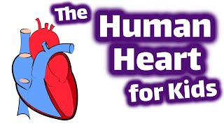 The Human Heart for Kids [upl. by Notyad894]