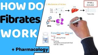 How do Fibrates Work  Pharmacology [upl. by Valsimot]