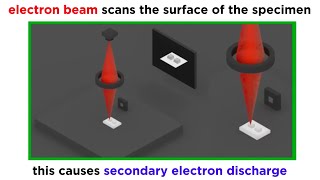 Electron Microscopy TEM and SEM [upl. by Saxon]