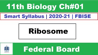 Ribosomes Class 11 Biology  ribosome function and structure Ilmi Stars Academy [upl. by Jezabella592]