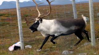 Samiska nationalsången  the Sámi Nationalanthem [upl. by Dona]