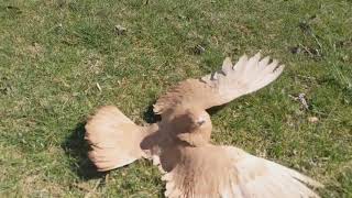 Parlor Roller pigeon rolling [upl. by Rot]