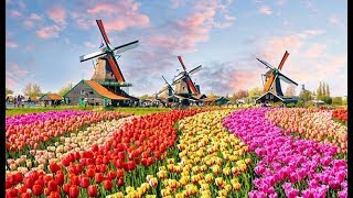 The Worlds Biggest Flower Garden in Amsterdam  Keukenhof Gardens [upl. by Bronder]