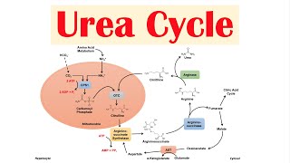 Urea Cycle  Purpose Enzymes amp Regulation [upl. by Prue]