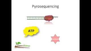 Pyrosequencing [upl. by Sivolc]