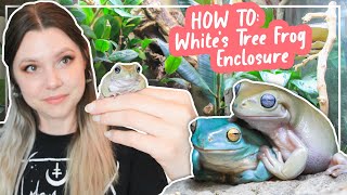 How To Set Up A Whites Tree Frog Enclosure [upl. by Thessa]