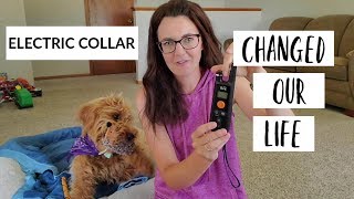 Electric Collar Training for Dogs  Review [upl. by Bautram]