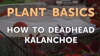 How to Deadhead Kalanchoe [upl. by Anoyk]