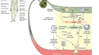 Host Defense Lecture 13 [upl. by Issim997]